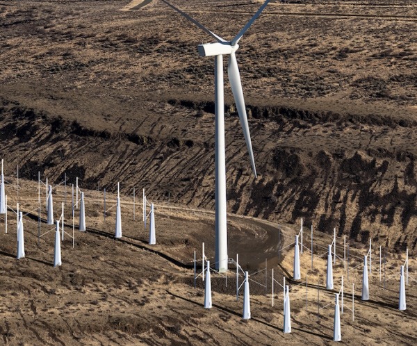 Wind Harvester turbines installed in the understory of a wind farm